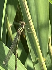 Chalcolestes viridis