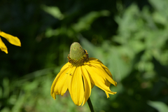 Rudbeckia californica