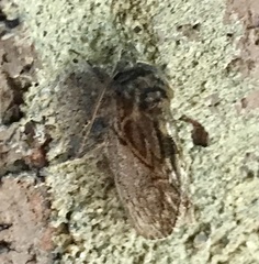 Peridea basitriens