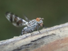 Pseudotephritis