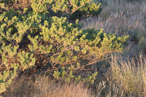 Image of Eremophila cuneifolia by (c) Hugo Innes, some rights reserved (CC BY)
