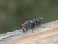 Pseudotephritis