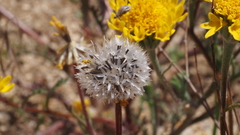 Chaenactis glabriuscula glabriuscula