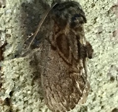 Peridea basitriens