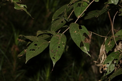 Glochidion sumatranum