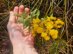 Acacia nervosa