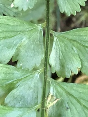 Asplenium cuneatiforme