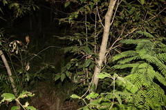 Glochidion sumatranum
