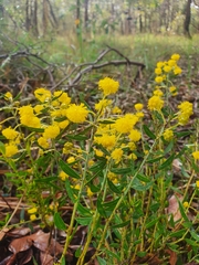 Acacia nervosa