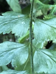 Asplenium cuneatiforme