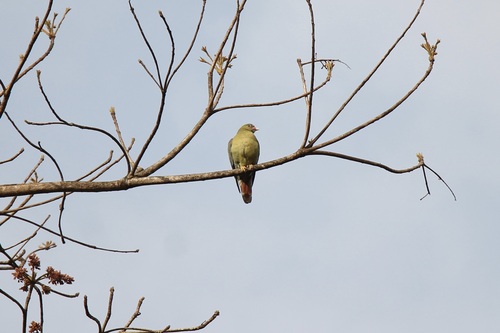 African Green-Pigeon
