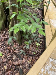 Pterocarpus officinalis