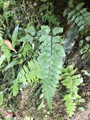 Asplenium cuneatiforme