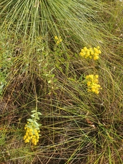 Acacia nervosa