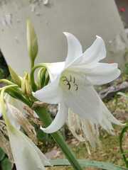 Crinum bulbispermum