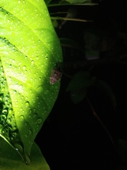 Eocanthecona concinna