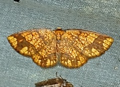 Melinodes detersaria