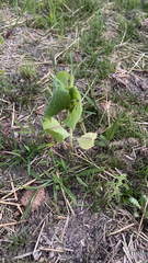 Abutilon theophrasti