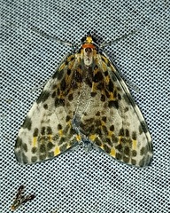 Graphidipus abraxaria