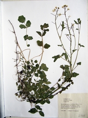 Cardamine prorepens
