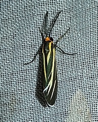 Ctenucha venosa