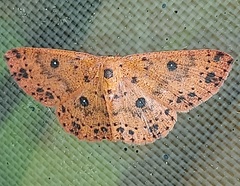 Anisodes prunelliaria