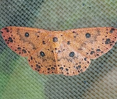 Anisodes prunelliaria