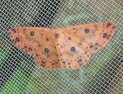 Anisodes prunelliaria