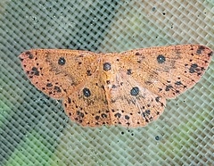 Anisodes prunelliaria