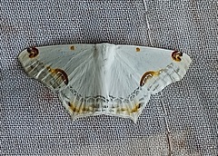 Sericoptera mahometaria