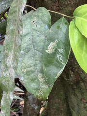 Heteropterys laurifolia