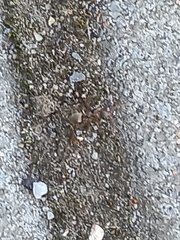 Formica cinerea