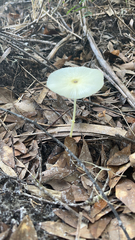 Leucocoprinus fragilissimus image