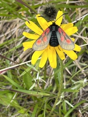 Zygaena exulans