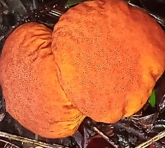 Calvatia rugosa