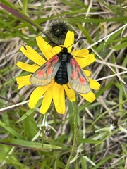 Zygaena exulans