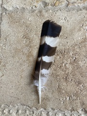 Buteo platypterus