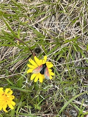 Zygaena exulans