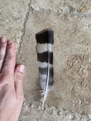 Buteo platypterus