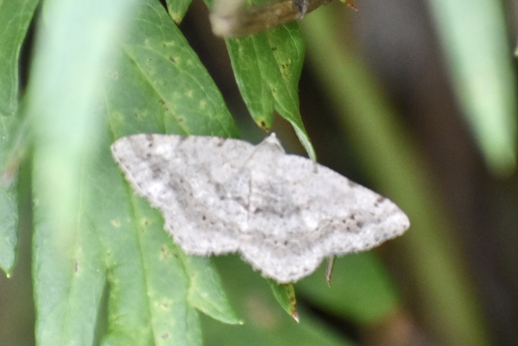 Faint-spotted Angle