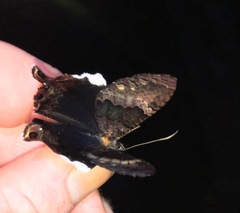 Coronidia leachi