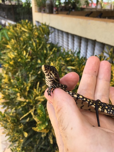 Nile Monitor