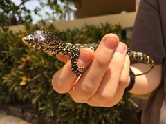 Varanus niloticus