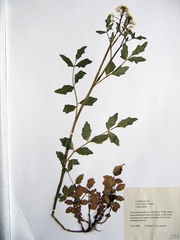 Cardamine prorepens