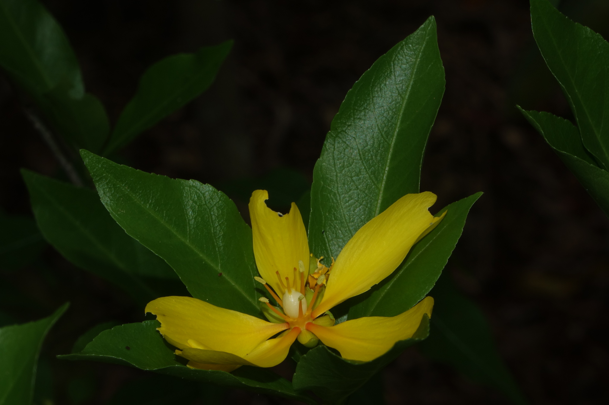 Arboa integrifolia