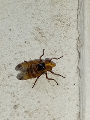 Volucella inanis