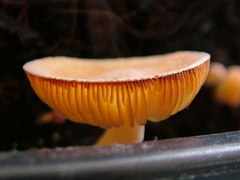 Fungi
