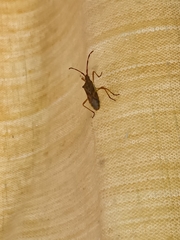 Gonocerus