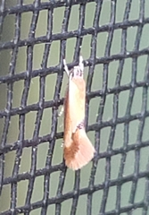 Batia lunaris