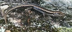 Concinnia tenuis